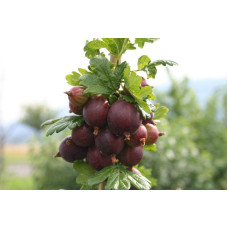 Аґрус Чорномор (пізній) | Ribes uva-crispa Chornomor | Крыжовник Черномор (поздний)