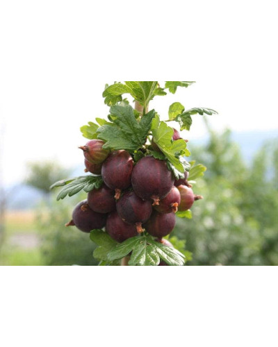 Аґрус Чорномор (пізній) | Ribes uva-crispa Chornomor | Крыжовник Черномор (поздний)