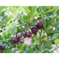 Аґрус Чорномор (пізній) | Ribes uva-crispa Chornomor | Крыжовник Черномор (поздний)