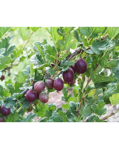 Аґрус Чорномор (пізній) | Ribes uva-crispa Chornomor | Крыжовник Черномор (поздний)
