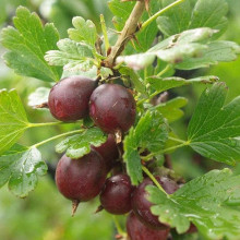 Аґрус Чорномор (пізній) | Ribes uva-crispa Chornomor | Крыжовник Черномор (поздний)