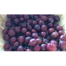 Аґрус Чорномор (пізній) | Ribes uva-crispa Chornomor | Крыжовник Черномор (поздний)