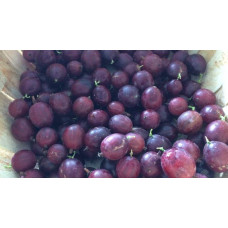 Аґрус Чорномор (пізній) | Ribes uva-crispa Chornomor | Крыжовник Черномор (поздний)