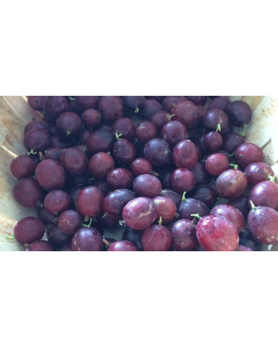 Аґрус Чорномор (пізній) | Ribes uva-crispa Chornomor | Крыжовник Черномор (поздний)
