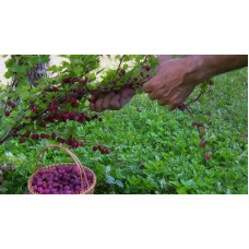 Аґрус Чорномор (пізній) | Ribes uva-crispa Chornomor | Крыжовник Черномор (поздний)