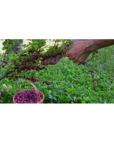 Аґрус Чорномор (пізній) | Ribes uva-crispa Chornomor | Крыжовник Черномор (поздний)