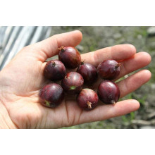 Аґрус Чорномор (пізній) | Ribes uva-crispa Chornomor | Крыжовник Черномор (поздний)