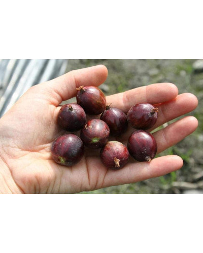 Аґрус Чорномор (пізній) | Ribes uva-crispa Chornomor | Крыжовник Черномор (поздний)