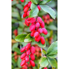 Барбарис звичайний їстівний | Berberis vulgaris | Барбарис обыкновенный съедобный