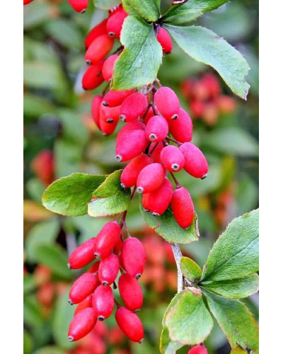 Барбарис звичайний їстівний | Berberis vulgaris | Барбарис обыкновенный съедобный
