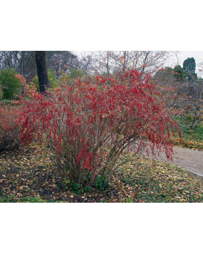 Барбарис звичайний їстівний | Berberis vulgaris | Барбарис обыкновенный съедобный