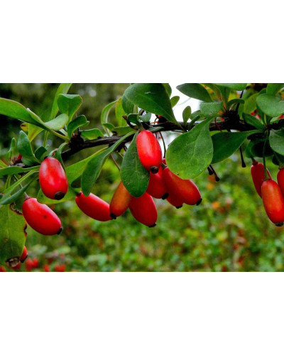 Барбарис звичайний їстівний | Berberis vulgaris | Барбарис обыкновенный съедобный