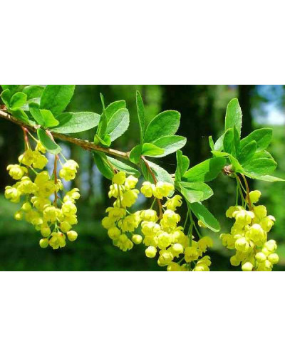 Барбарис звичайний їстівний | Berberis vulgaris | Барбарис обыкновенный съедобный