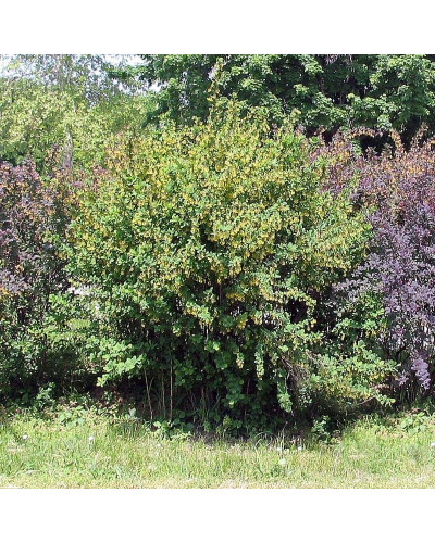 Барбарис звичайний їстівний | Berberis vulgaris | Барбарис обыкновенный съедобный