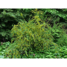 Барбарис звичайний їстівний | Berberis vulgaris | Барбарис обыкновенный съедобный