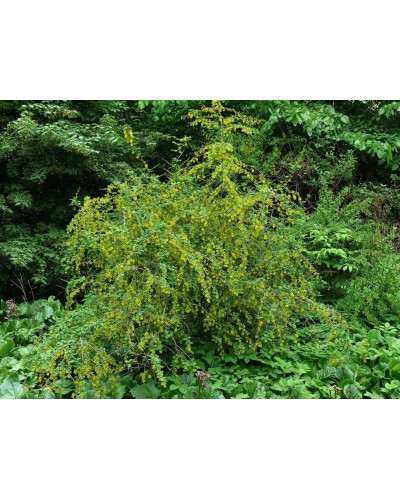 Барбарис звичайний їстівний | Berberis vulgaris | Барбарис обыкновенный съедобный
