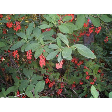 Барбарис звичайний їстівний | Berberis vulgaris | Барбарис обыкновенный съедобный