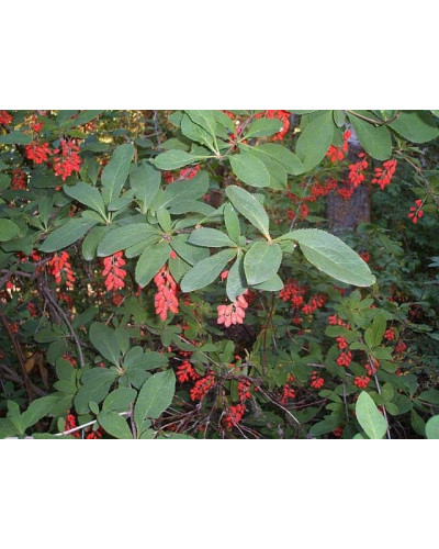 Барбарис звичайний їстівний | Berberis vulgaris | Барбарис обыкновенный съедобный