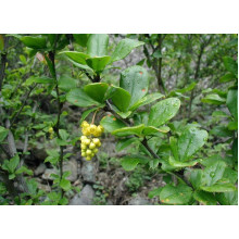 Барбарис звичайний їстівний | Berberis vulgaris | Барбарис обыкновенный съедобный