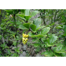 Барбарис звичайний їстівний | Berberis vulgaris | Барбарис обыкновенный съедобный