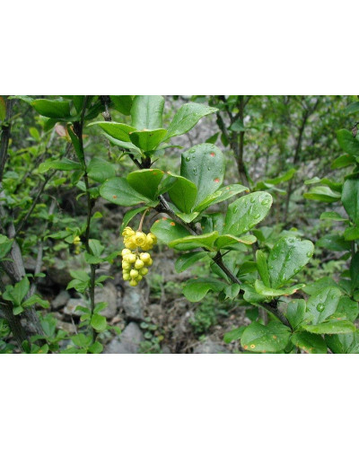 Барбарис звичайний їстівний | Berberis vulgaris | Барбарис обыкновенный съедобный