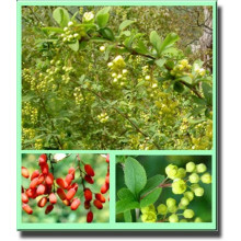 Барбарис звичайний їстівний | Berberis vulgaris | Барбарис обыкновенный съедобный