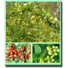 Барбарис звичайний їстівний | Berberis vulgaris | Барбарис обыкновенный съедобный
