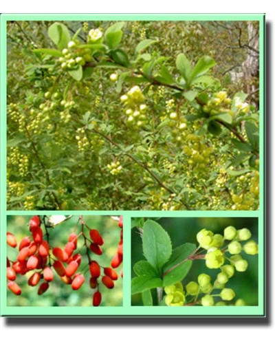 Барбарис звичайний їстівний | Berberis vulgaris | Барбарис обыкновенный съедобный