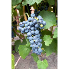 Виноград Маршал Фош | Виноград Маршал Фош | Vitis vinifera Marechal Foch