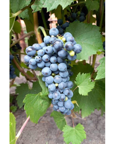 Виноград Маршал Фош | Виноград Маршал Фош | Vitis vinifera Marechal Foch