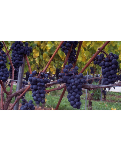 Виноград Маршал Фош | Виноград Маршал Фош | Vitis vinifera Marechal Foch