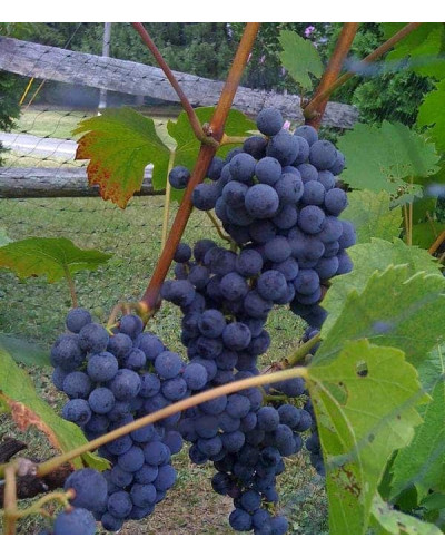 Виноград Маршал Фош | Виноград Маршал Фош | Vitis vinifera Marechal Foch