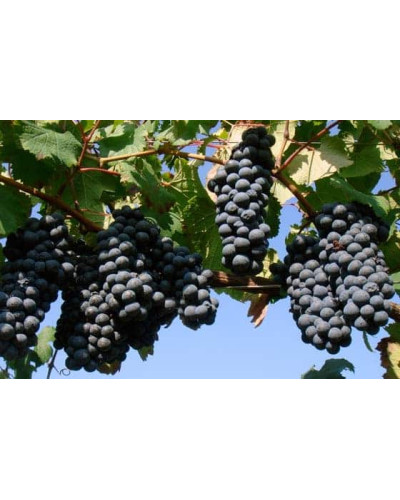 Виноград Маршал Фош | Виноград Маршал Фош | Vitis vinifera Marechal Foch