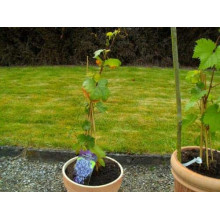 Виноград Маршал Фош | Виноград Маршал Фош | Vitis vinifera Marechal Foch