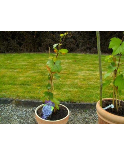 Виноград Маршал Фош | Виноград Маршал Фош | Vitis vinifera Marechal Foch