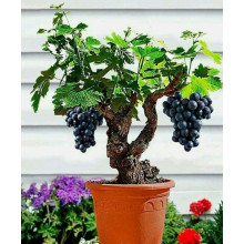 Виноград Маршал Фош | Виноград Маршал Фош | Vitis vinifera Marechal Foch