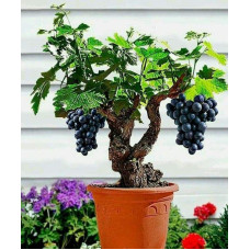 Виноград Маршал Фош | Виноград Маршал Фош | Vitis vinifera Marechal Foch