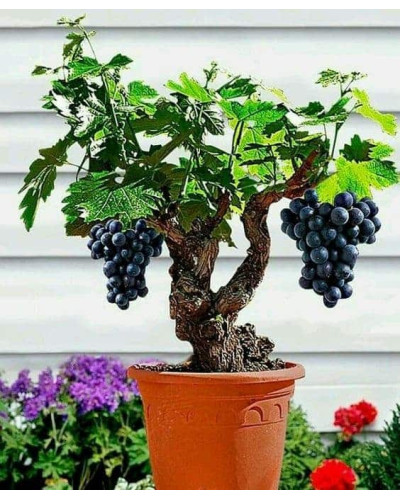 Виноград Маршал Фош | Виноград Маршал Фош | Vitis vinifera Marechal Foch