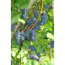 Виноград Маршал Фош | Виноград Маршал Фош | Vitis vinifera Marechal Foch