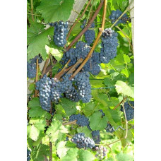 Виноград Маршал Фош | Виноград Маршал Фош | Vitis vinifera Marechal Foch