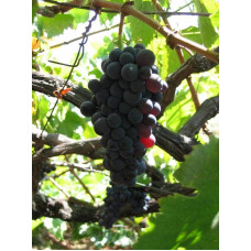 Виноград Маршал Фош | Виноград Маршал Фош | Vitis vinifera Marechal Foch