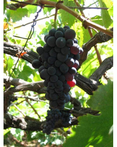 Виноград Маршал Фош | Виноград Маршал Фош | Vitis vinifera Marechal Foch