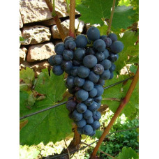 Виноград Маршал Фош | Виноград Маршал Фош | Vitis vinifera Marechal Foch