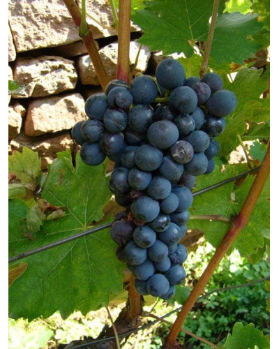 Виноград Маршал Фош | Виноград Маршал Фош | Vitis vinifera Marechal Foch