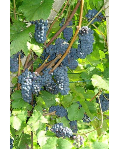 Виноград Маршал Фош | Виноград Маршал Фош | Vitis vinifera Marechal Foch