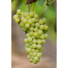 Виноград плодовий Йоханнітер | Vitis vinifera Johanniter | Виноград плодовый Йоханнитер