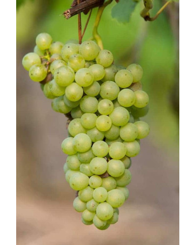 Виноград плодовий Йоханнітер | Vitis vinifera Johanniter | Виноград плодовый Йоханнитер