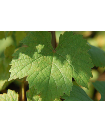 Виноград плодовий Йоханнітер | Vitis vinifera Johanniter | Виноград плодовый Йоханнитер
