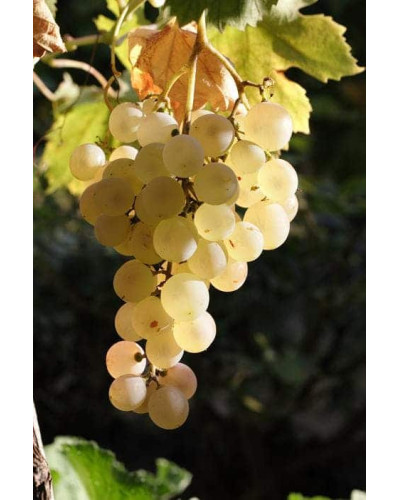 Виноград плодовий Йоханнітер | Vitis vinifera Johanniter | Виноград плодовый Йоханнитер