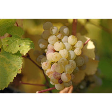 Виноград плодовий Йоханнітер | Vitis vinifera Johanniter | Виноград плодовый Йоханнитер